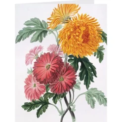The Met Store Notecards & Correspondence*Botanical Illustrations Notecards